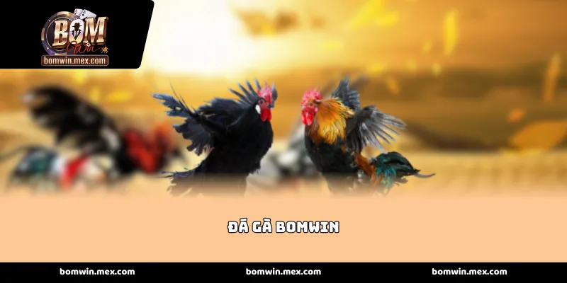 Đấu trường Đá gà Bomwin trực tiếp đỉnh cao