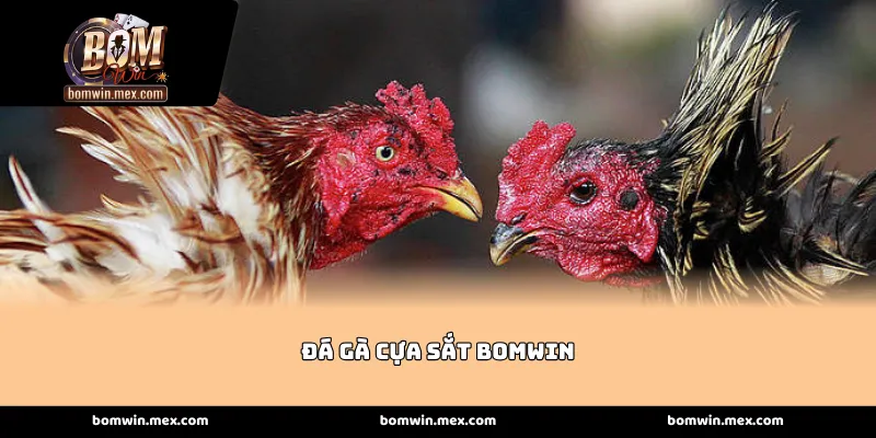 Đấu trường khốc liệt và những cú ra đòn định mệnh của Đá gà cựa sắt